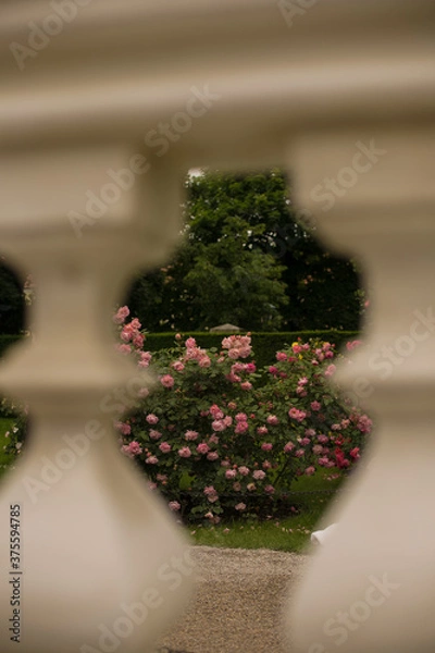 Obraz rose flowers in a garden