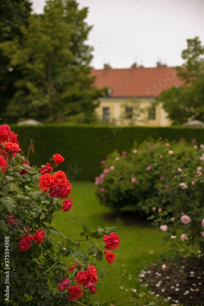 Obraz flowers in the garden
