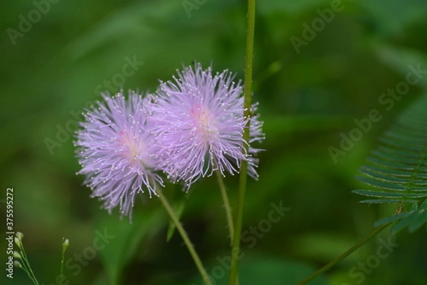 Fototapeta purple thistle flower