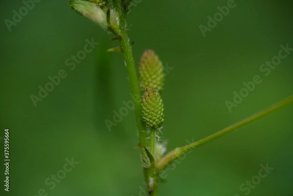 Fototapeta green caterpillar on a leaf