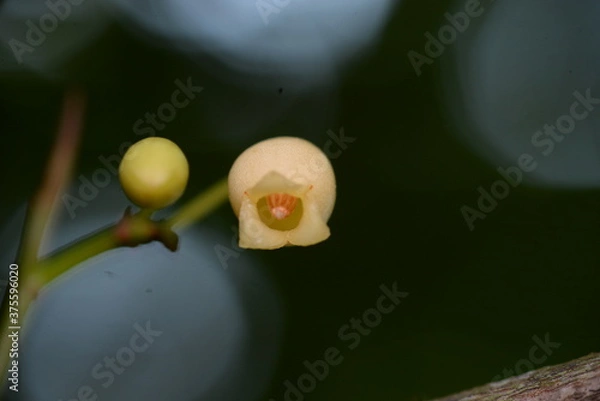 Fototapeta egg in the morning