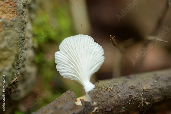 Fototapeta ants on a tree