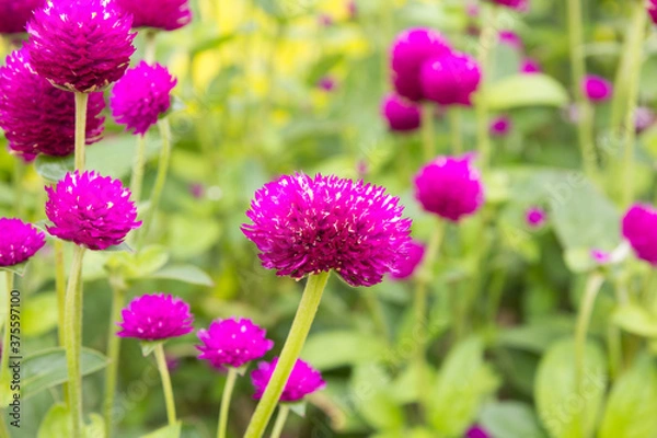 Obraz Globe Amaranth