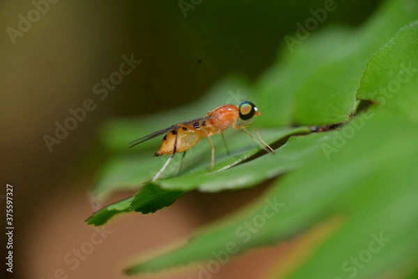 Fototapeta fly on leaf