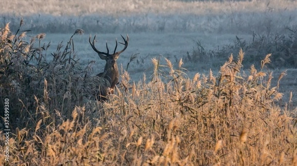 Obraz The Red deer (Cervus elaphus)