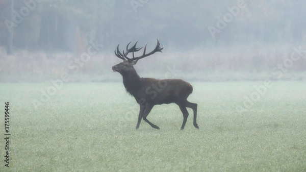 Obraz The Red deer (Cervus elaphus)
