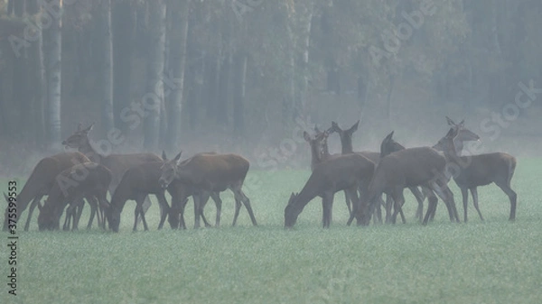 Obraz The Red deer (Cervus elaphus)