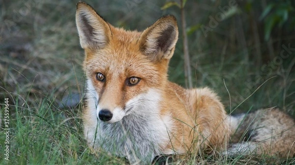 Obraz Lis rudy (Vulpes vulpes)