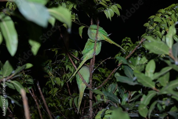 Fototapeta lizard on a tree