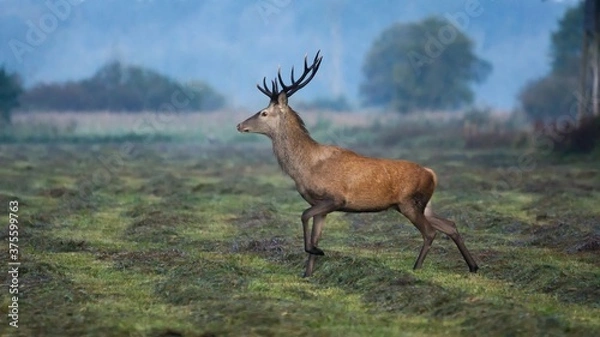 Obraz The Red deer (Cervus elaphus)
