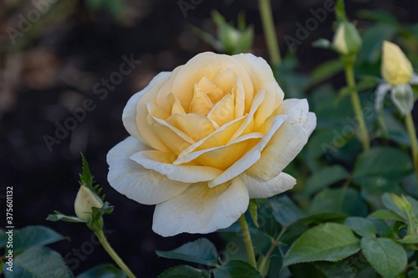 Obraz Yellow Tea Rose in bloom