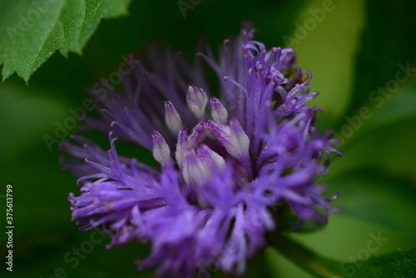 Fototapeta bee on flower