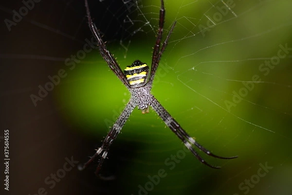 Fototapeta spider on web