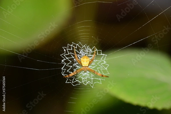 Obraz spider on web