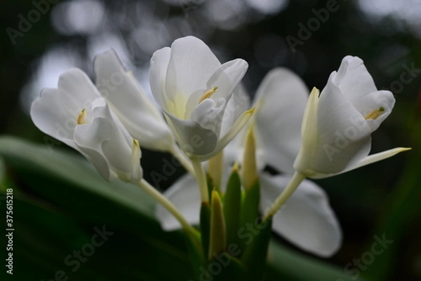 Fototapeta white crocus flower