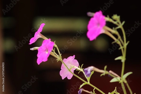 Obraz purple orchid flower