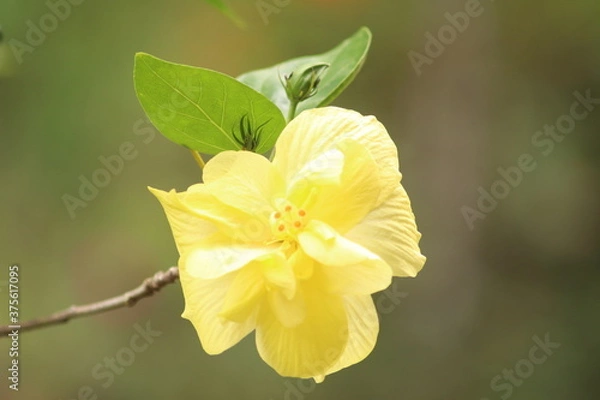 Obraz yellow flowers on a green background