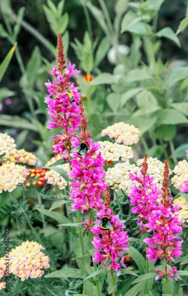 Obraz Summer flowers and bees