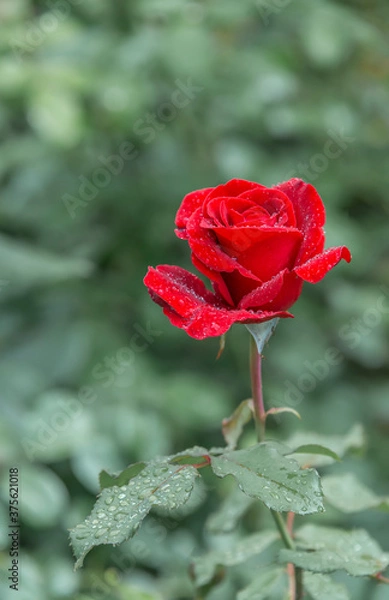 Obraz Red rose Bud in the dew