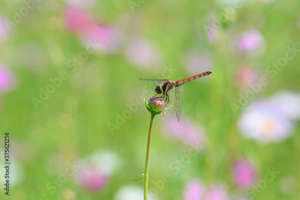 Obraz 赤トンボとコスモス