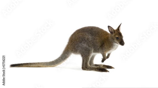 Obraz Wallaby in front of a white background