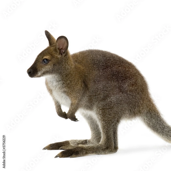 Obraz Wallaby in front of a white background