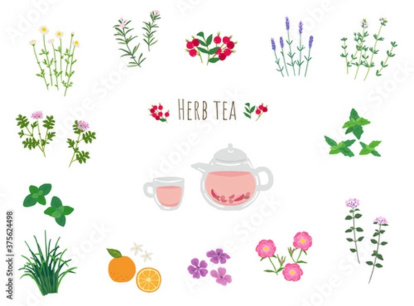 Fototapeta ハーブティーとハーブのイラスト