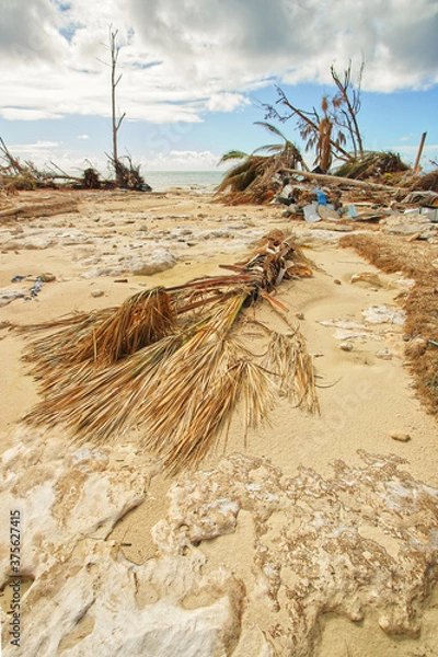 Fototapeta Downed Palm Tree on Grand Bahama Island After Hurricane Dorian