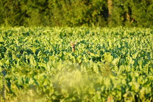 Obraz Reh auf dem Feld