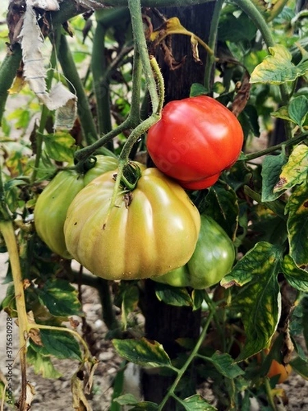 Fototapeta Tomatoes on the vine. Tomatoes in the garden