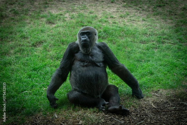 Fototapeta Monkey sitting on the grass