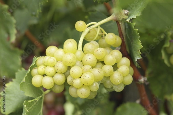 Obraz bunch of grapes on vine
