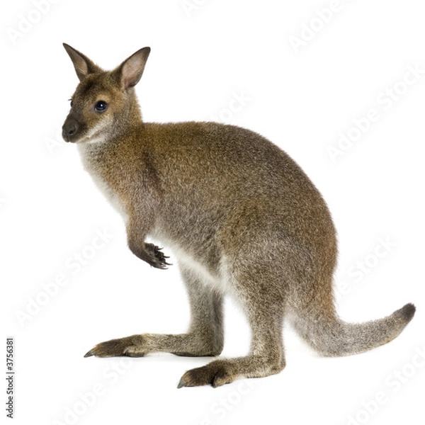 Obraz Wallaby przed białym tłem
