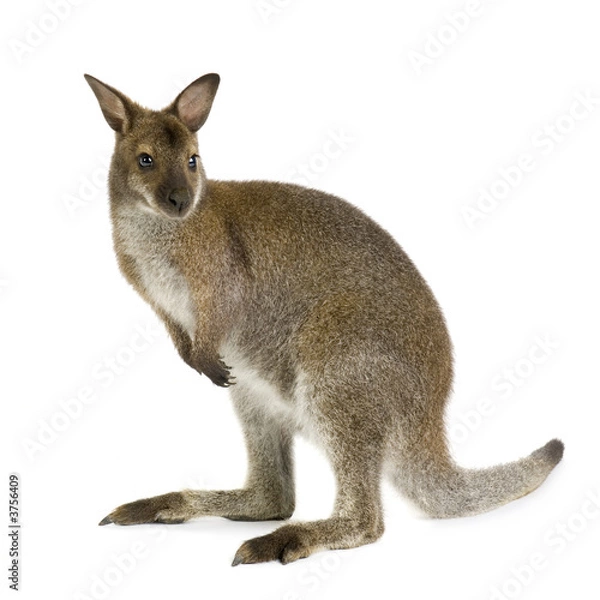 Obraz Wallaby przed białym tłem
