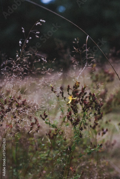 Fototapeta dew on the grass
