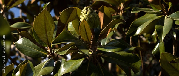 Fototapeta Ficus elastica, leaves and fruit, commonly called rubber tree