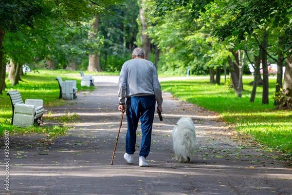 Obraz Elderly man walking a dog