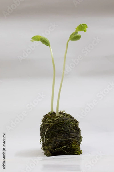 Obraz Bean seedlings