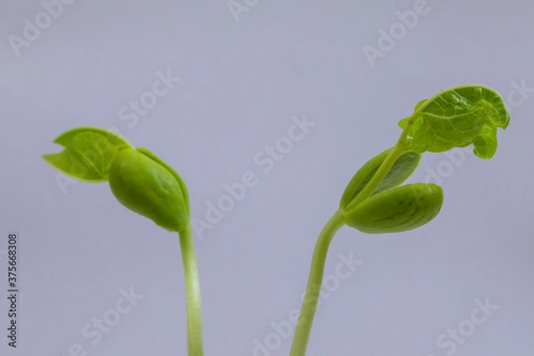 Obraz Bean seedlings
