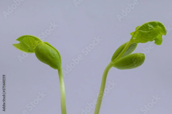 Obraz Bean seedlings