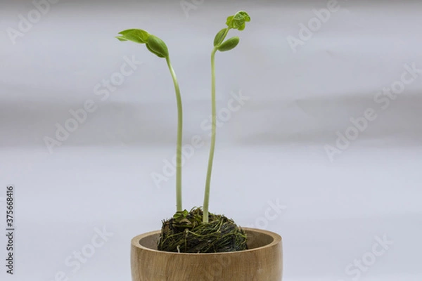 Obraz Bean seedlings