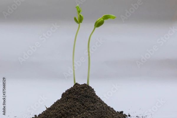 Obraz Bean seedlings