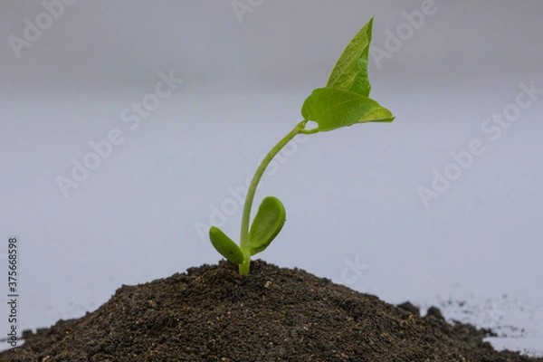 Obraz Bean seedlings