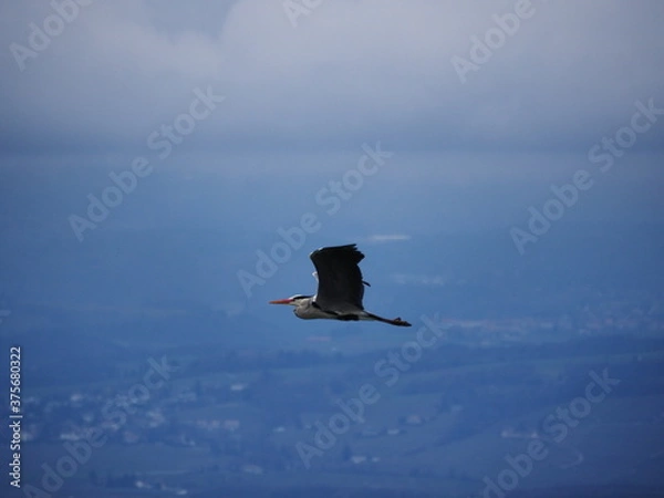 Fototapeta OLYMPUS DIGITAL CAMERA