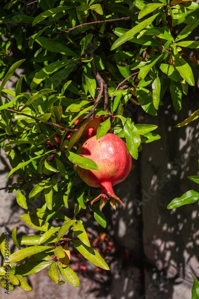 Obraz pomegranate