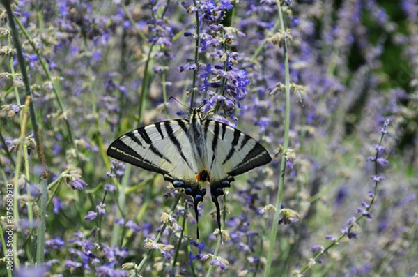 Obraz rare butterfly sailboat podaliry