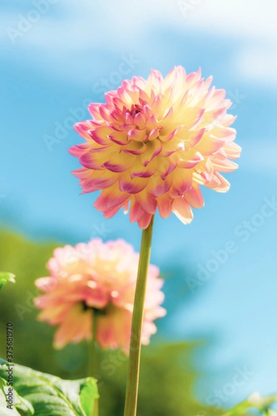 Obraz 町田ダリア園のダリア