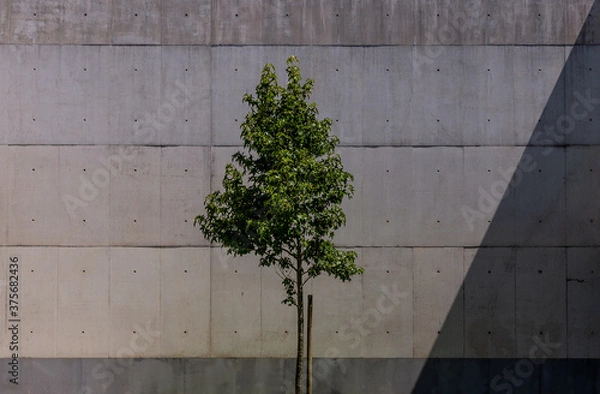 Obraz solitaire tree in front of a concrete wall