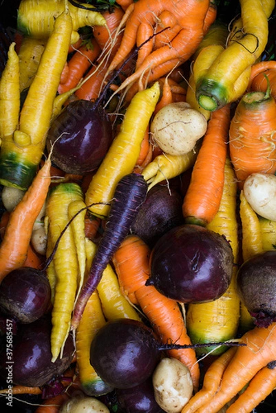 Fototapeta High angle view of vegetables: carrot, beetroot and potatoe