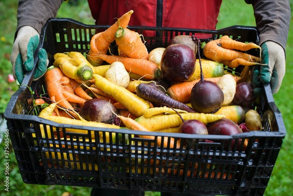 Fototapeta A gardener holding plastic crate with vegetables: carrot, beetroot and potatoe
